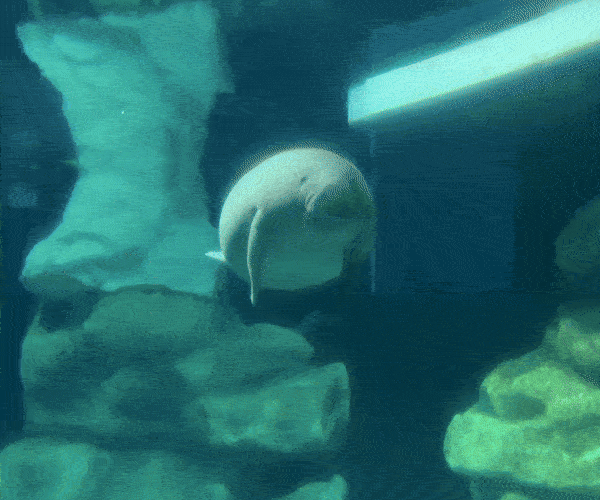 Manatee swimming by at EPCOT – Walt Disney World